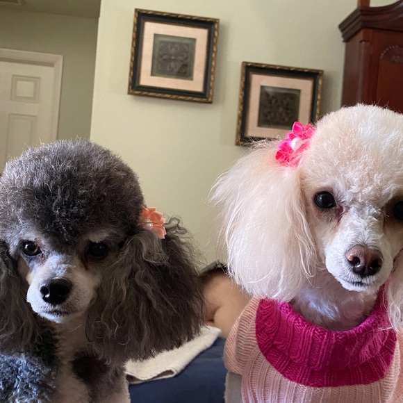 Meet your Posher, Shirley - Picture 3 of 3